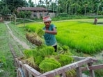 A farmer carries bundles of rice saplings while working on a paddy field, in Golaghat, Assam
