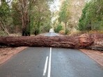 There is seldom a publicly available Tree Protection Plan. (Representative Photo/iStock)