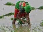 Women transplant paddy saplings in a waterlogged field in Soraon, Prayagraj, as the monsoon is expected to regain momentum across Uttar Pradesh this weekend. (Anil Kumar Maurya/HT) Women transplant paddy saplings in a waterlogged field in Soraon, Prayagraj, as the monsoon is expected to regain momentum across Uttar Pradesh this weekend. (Anil Kumar Maurya/HT)