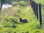 Her name was Samba, and she was a 9-month-old capybara—a 100-pound semiaquatic rodent native to South America—who five days earlier had shimmied out of a small gap in her fence at the local Marwell Zoo while her keepers took a break for a cup of tea.