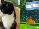 Bill the “Heart Nose” Cat and Swimbappé the Goldfish