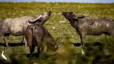 After the surgery, the buffalo's condition began to improve steadily. Ranaut added that he has seen significant pain relief and will receive continuous care under the supervision of specialist veterinarians for the next seven to 10 days. (representative image/AP image)