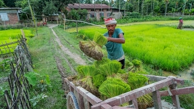 A farmer carries bundles of rice saplings while working on a paddy field, in Golaghat, Assam (ANI) A farmer carries bundles of rice saplings while working on a paddy field, in Golaghat, Assam (ANI)