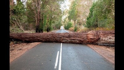 There is seldom a publicly available Tree Protection Plan. (Representative Photo/iStock) There is seldom a publicly available Tree Protection Plan. (Representative Photo/iStock)