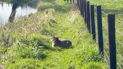 Her name was Samba, and she was a 9-month-old capybara—a 100-pound semiaquatic rodent native to South America—who five days earlier had shimmied out of a small gap in her fence at the local Marwell Zoo while her keepers took a break for a cup of tea.