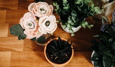 I love sprucing up my space with artificial plants to add some much-needed greenery; here are 8 favourites I'd recommend (Pexels) I love sprucing up my space with artificial plants to add some much-needed greenery; here are 8 favourites I'd recommend (Pexels)