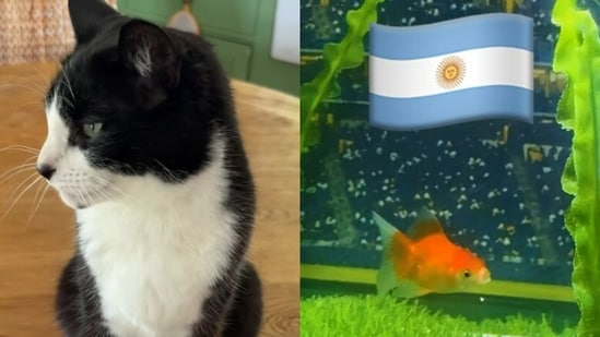 Bill the “Heart Nose” Cat and Swimbappé the Goldfish