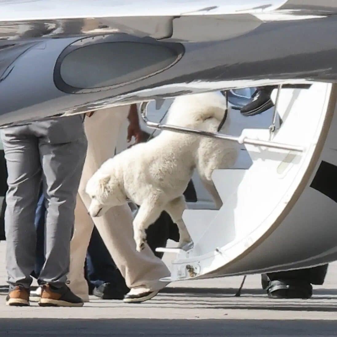 The dog appeared to be a Samoyed, a breed known for its thick white coat and friendly temperament.