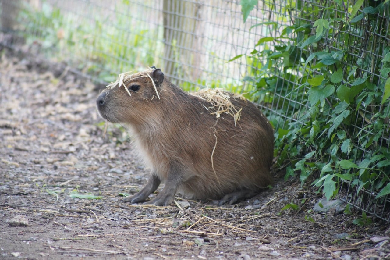 While Samba remains on the lam, Tango was returned to Marwell Zoo. While Samba remains on the lam, Tango was returned to Marwell Zoo.