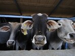 Years of weak accountability for cow vigilantism have created a culture of impunity, signalling to mobs acting in the name of cow protection that they can take the law into their own hands.