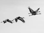 Migrating white-naped cranes (Shutterstock)
