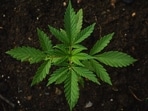Sustainability