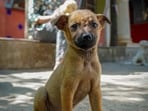 Read about the spiritual meaning of pets.