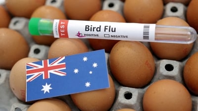New Zealand reports its first case of the deadly H5N1 bird flu virus in a migratory sea bird (Reuters)