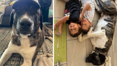 Sergeant Snuggles GoFundMe: US family pleads for beloved dog's return as he is ‘sentenced to death’ (GoFundMe) Sergeant Snuggles GoFundMe: US family pleads for beloved dog's return as he is ‘sentenced to death’ (GoFundMe)