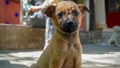 Read about the spiritual meaning of pets. (Pexels)