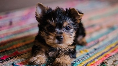 Heartbreaking video shows dog 'trapped' on LA balcony in heat with owner accused of denying food and water (Unsplash - Representational Image)