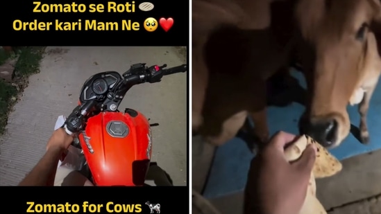 A delivery rider feeding rotis to cows. (Instagram/@themk09rider)