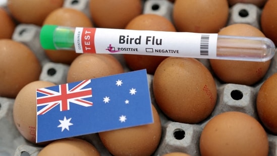 New Zealand reports its first case of the deadly H5N1 bird flu virus in a migratory sea bird