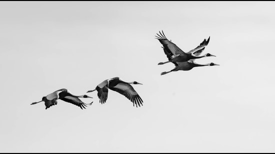 Migrating white-naped cranes (Shutterstock)
