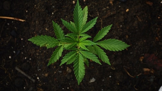 Sustainability