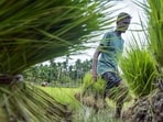 A farmer carries bundles of rice saplings while working in a paddy field during the kharif planting season, in Golaghat on Monday. (ANI)