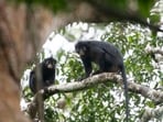 Researchers say the elusive monkey, Likweli, likely remained hidden because it occupies a tiny range inside the Congo Basin and rarely encounters humans.