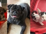 These furry friends, in Delhi-NCR, are searching for forever homes. Won’t you bring them home?