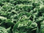 A multistate outbreak of cyclospora infections has put Taylor Farms at the center of investigation.