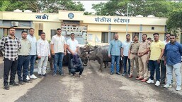 Surge in cattle theft amid FDA crackdown on milk adulteration Surge in cattle theft amid FDA crackdown on milk adulteration