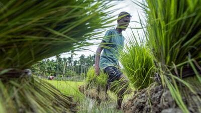 A farmer carries bundles of rice saplings while working in a paddy field during the kharif planting season, in Golaghat on Monday. (ANI) A farmer carries bundles of rice saplings while working in a paddy field during the kharif planting season, in Golaghat on Monday. (ANI)