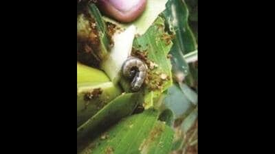 Fall armyworm, scientifically known as Spodoptera frugiperda, is a highly destructive insect pest that can significantly damage maize crops. (File) Fall armyworm, scientifically known as Spodoptera frugiperda, is a highly destructive insect pest that can significantly damage maize crops. (File)