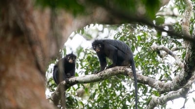 Researchers say the elusive monkey, Likweli, likely remained hidden because it occupies a tiny range inside the Congo Basin and rarely encounters humans. (X | @3onkry5) Researchers say the elusive monkey, Likweli, likely remained hidden because it occupies a tiny range inside the Congo Basin and rarely encounters humans. (X | @3onkry5)