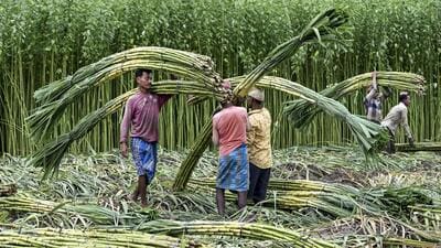 Mid-July represents the agricultural sweet spot as early-planted sugarcane crops reach peak absolute sugar density. (PTI)