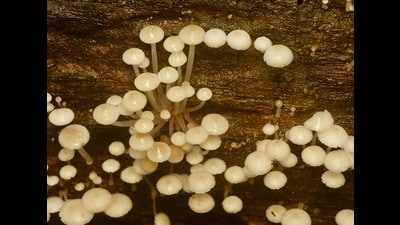The glowing mushrooms in Dudhwa. (HT)