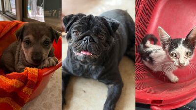 These furry friends, in Delhi-NCR, are searching for forever homes. Won’t you bring them home?