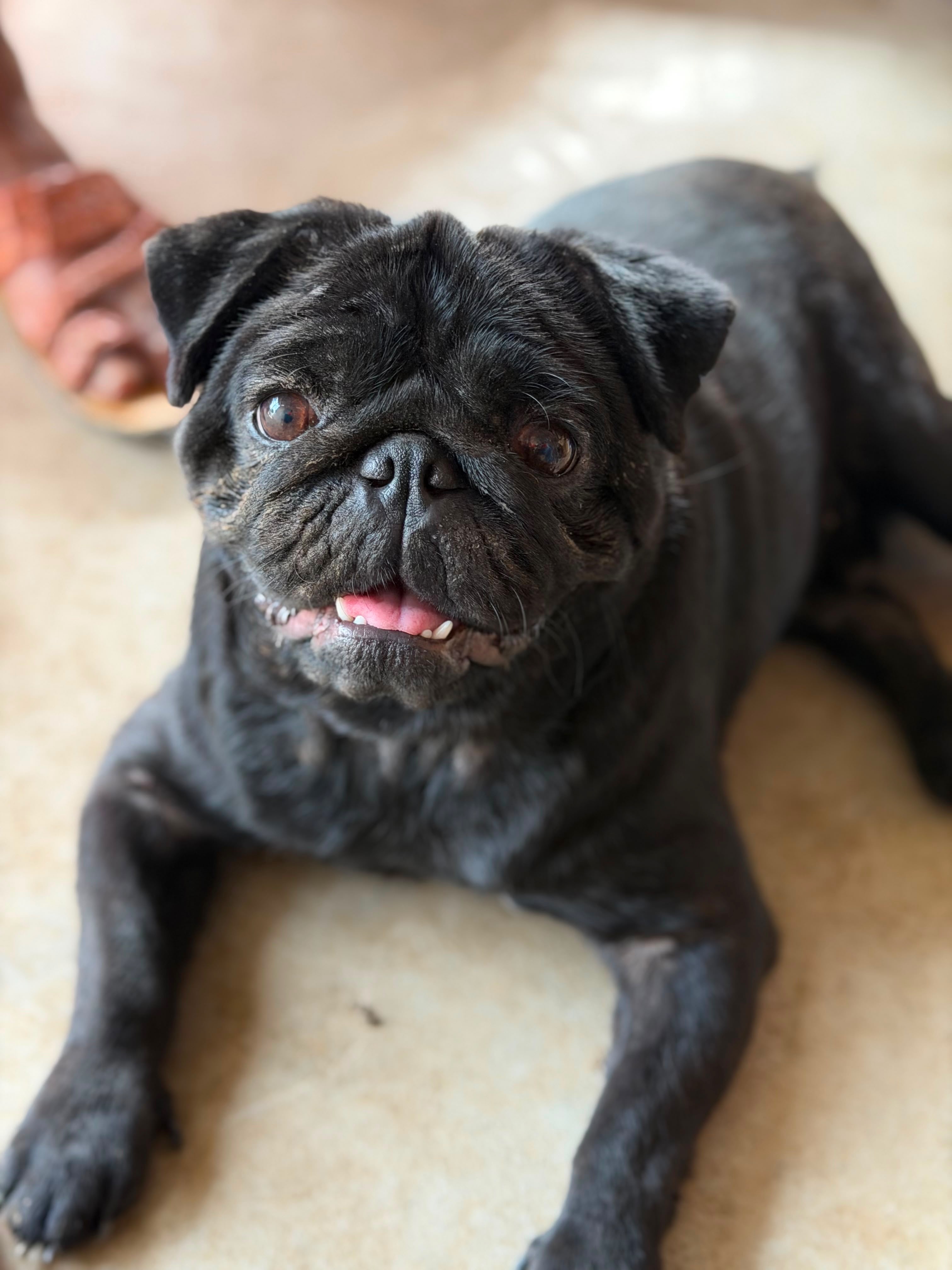 Mambo is a 2.5 to 3 years old male pug