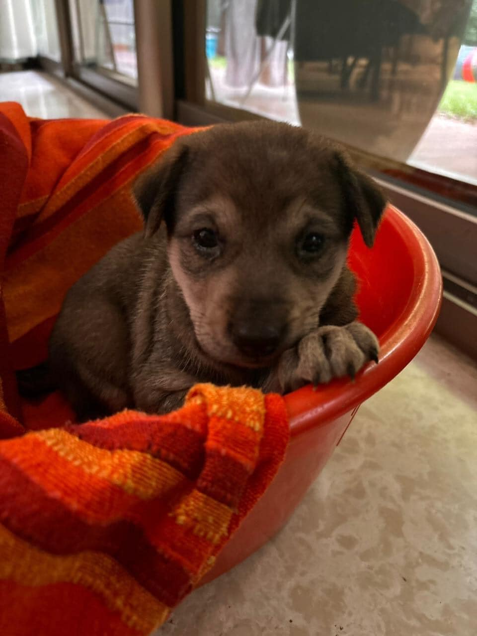 Nugget is a three-week-old indie.