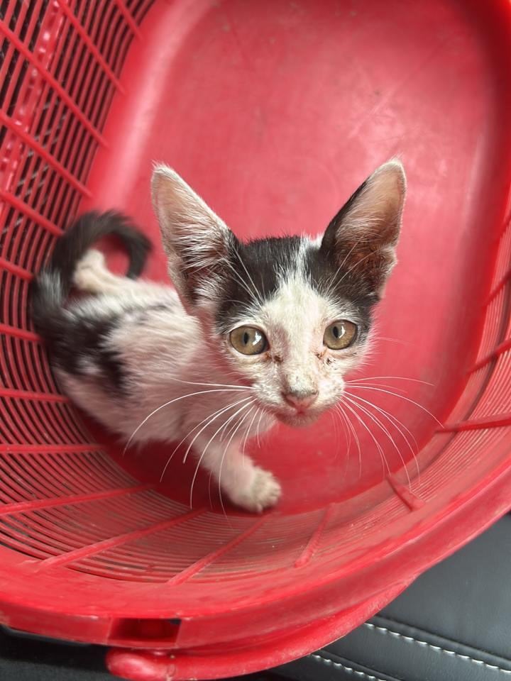 This little rescue kitten is 1.5 month old.
