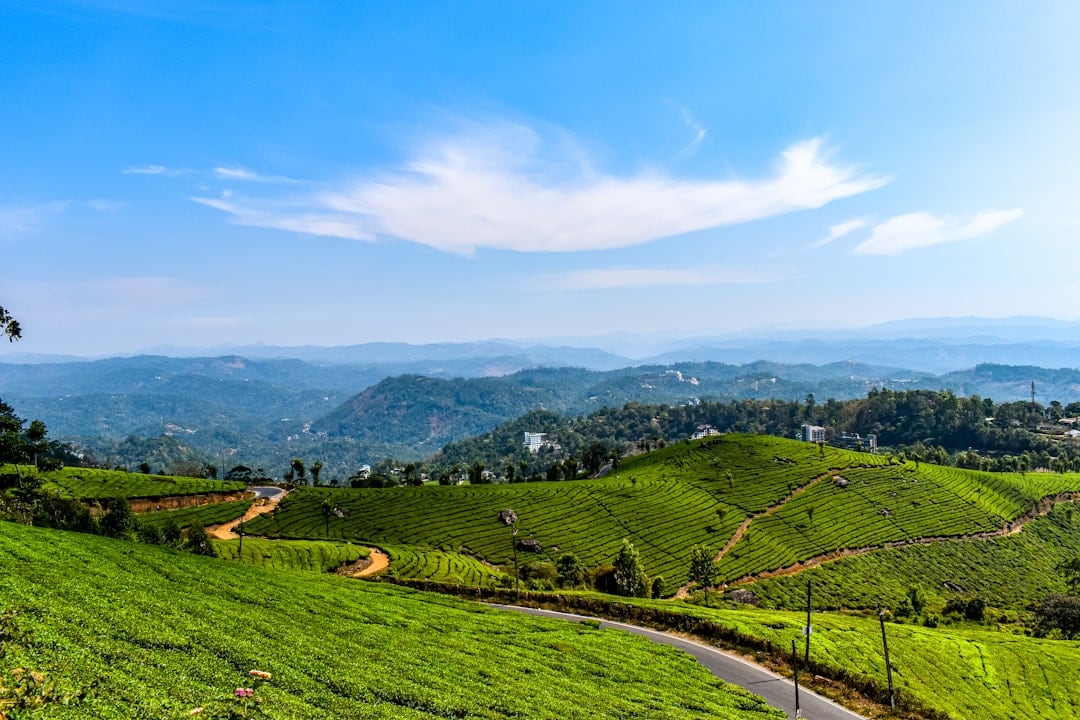 Munnar is famous for its rolling hills, but the monsoon brings fresh greenery across the region. (Unsplash)