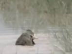 A screen grab of the crocodile attack video which emrged on Friday. (Sourced)