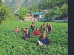 Facilities for farmer training, experience sharing, and the exchange of innovative agricultural techniques will be provided in these villages, said Shimla deputy commissioner. (Image for representation)