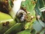 Fall armyworm, scientifically known as Spodoptera frugiperda, is a highly destructive insect pest that can significantly damage maize crops. (File)