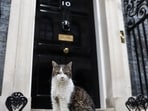 Larry the Downing Street cat at Downing Street in London, Britain, May 17, 2026.