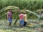 Mid-July represents the agronomic sweet spot where the early-planted sugarcane crops hit their absolute peak sugar density. (PTI)