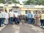 Police arrested a dairy farm worker on Tuesday in connection with a cattle theft case. (HT PHOTO)