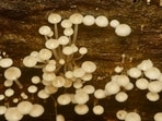 The glowing mushrooms in Dudhwa. (HT)