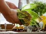 Taylor Farms is recalling ingredients due to a cyclospora outbreak linked to Taco Bell's lettuce. Federal health authorities have warned consumers in several states against eating contaminated shredded iceberg lettuce implicated in the widespread illness.