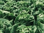 Cyclospora is a foodborne parasite and the recent outbreak is being attributed to iceberg lettuce.