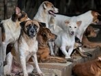 Noida dog bite case: District Consumer Disputes Redressal Commission has directed the Residents' Welfare Association (RWA) to pay  <span class='webrupee'>₹</span>1 lakh in compensation to a resident. (Photo for representational purposes only)